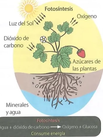 Figura 2 de Ciencias Naturales · 8 EGB · 2025