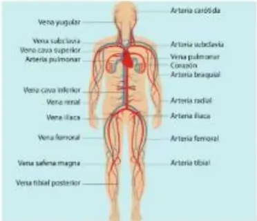 Figura 6 de Ciencias Naturales · 5 EGB · 2024